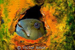 My shelter by Victor Amor 